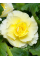 Бегонія Cascade Odorosa Yellow Flame