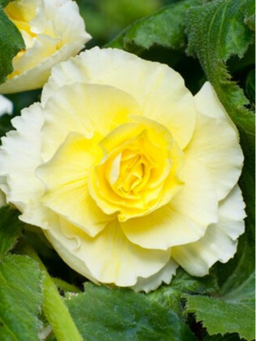 Бегонія Cascade Odorosa Yellow Flame