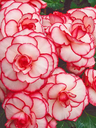 Бегонія Picotee White Red