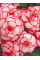 Бегонія Picotee White Red