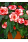 Бегонія Picotee White Red