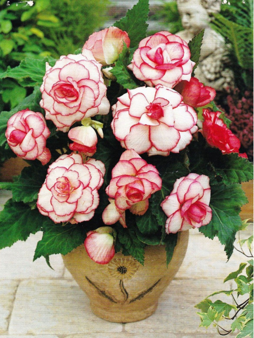Бегонія Picotee White Red