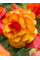 Бегонія Picotee Yellow Red