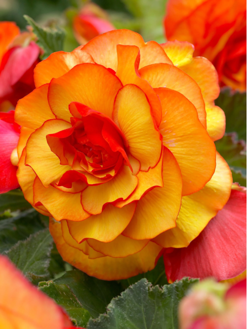 Бегонія Picotee Yellow Red