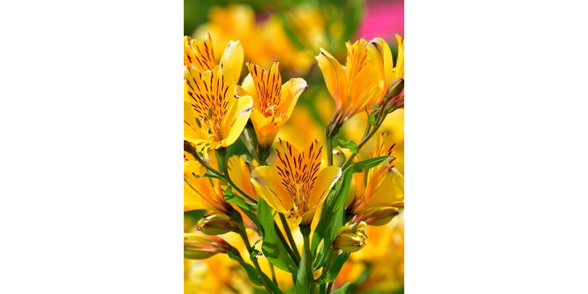 Альстромерія Aurea Lutea