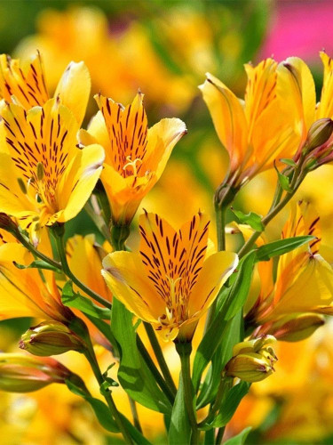 Альстромерія Aurea Lutea
