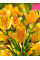 Альстромерія Aurea Lutea