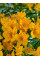Альстромерія Aurea Lutea
