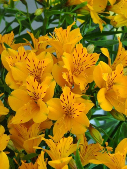Альстромерія Aurea Lutea