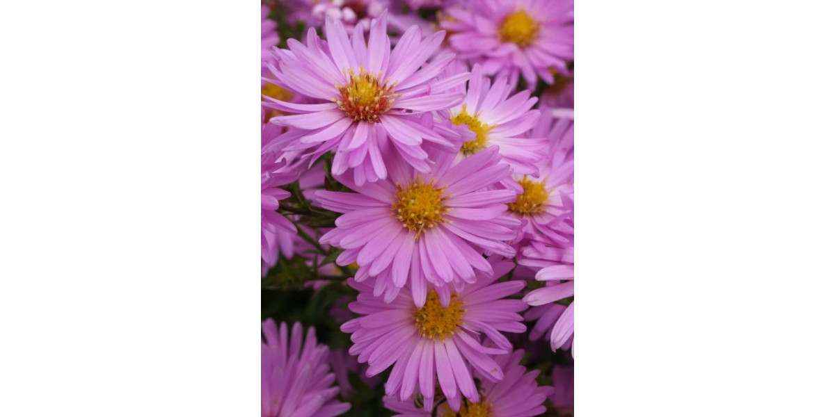 Айстра Herbstgruss von Bresserhof