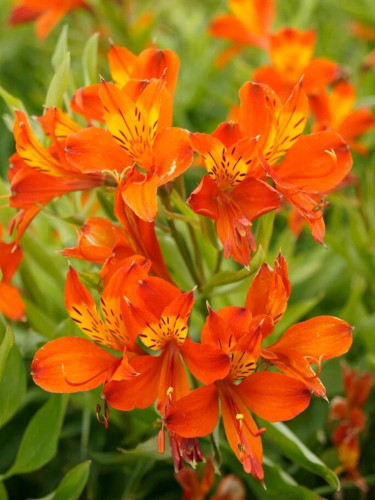 Альстромерія Orange King