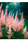 Астильба Peach Blossom