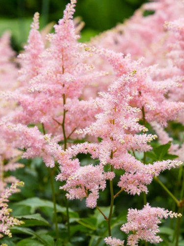 Астільба Peach Blossom