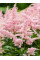 Астильба Peach Blossom