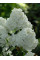 Флокс "White Admiral" (кореневище) 1 шт в упаковці