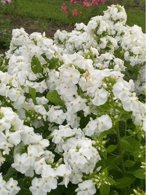 Флокс "White Admiral" (кореневище) 1 шт в упаковці