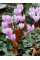 Цикламен Hederifolium