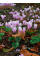 Цикламен Hederifolium