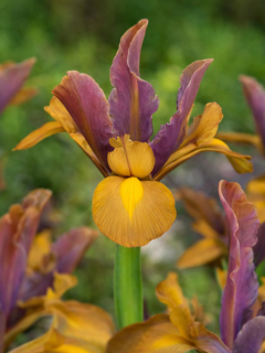 Ірис Hollandica Bronze Beauty (5 шт. в упаковці)