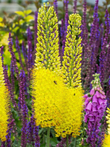 Эремурус Yellow
