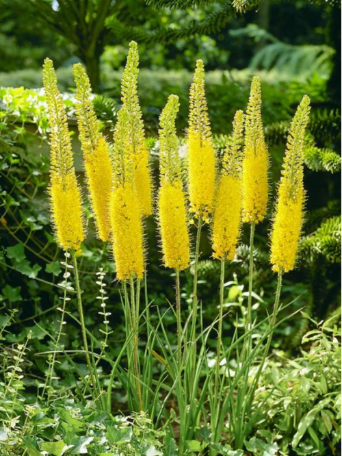 Еремурус Yellow