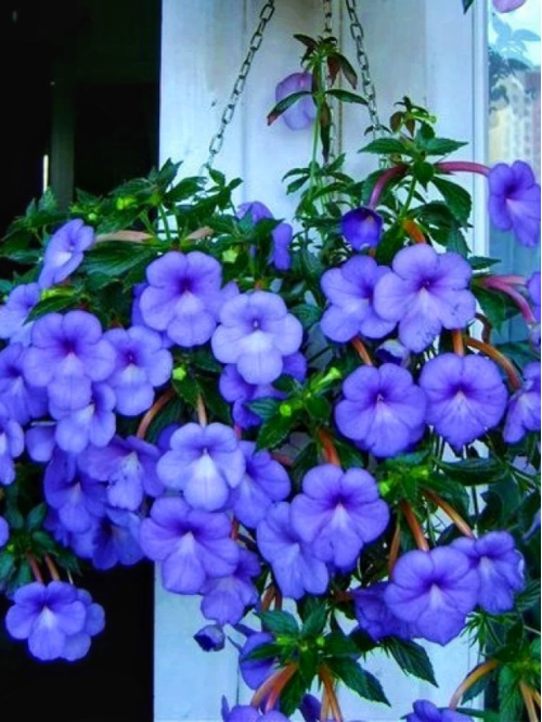 Ахіменес Cattleya (3 шт. в упаковці)