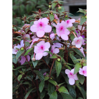 Ахіменес Peach Blossom (3 шт. в упаковці)