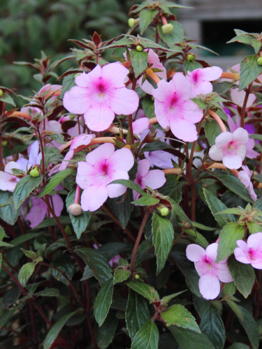 Ахіменес Peach Blossom (3 шт. в упаковці)