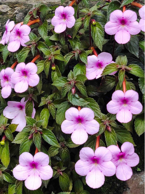 Ахіменес Peach Blossom (3 шт. в упаковці)