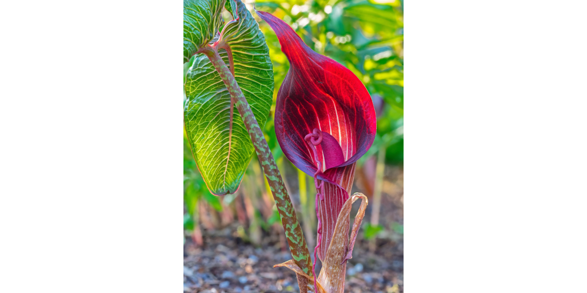 Арізема Speciosum