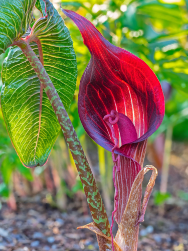 Арізема Speciosum