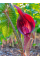 Арізема Speciosum