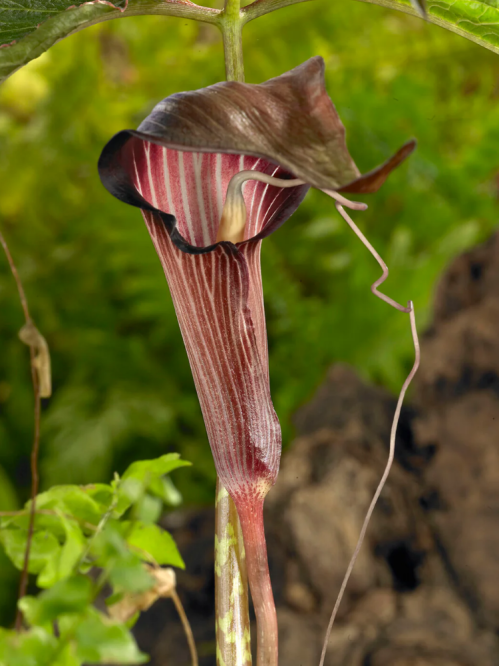 Арізема Speciosum