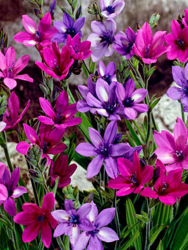 Бабіана Stricta Mix (5 шт. в упаковці)