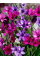 Бабіана Stricta Mix (5 шт. в упаковці)