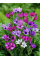 Бабіана Stricta Mix (5 шт. в упаковці)