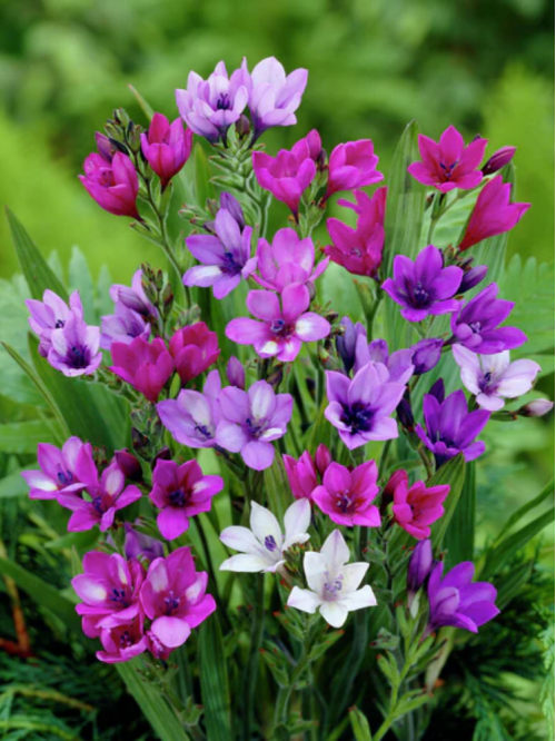 Бабіана Stricta Mix (5 шт. в упаковці)