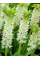 Еукоміс Autumnalis