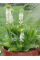 Еукоміс Autumnalis