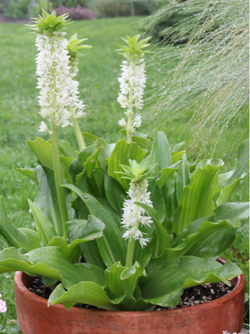 Еукоміс Autumnalis