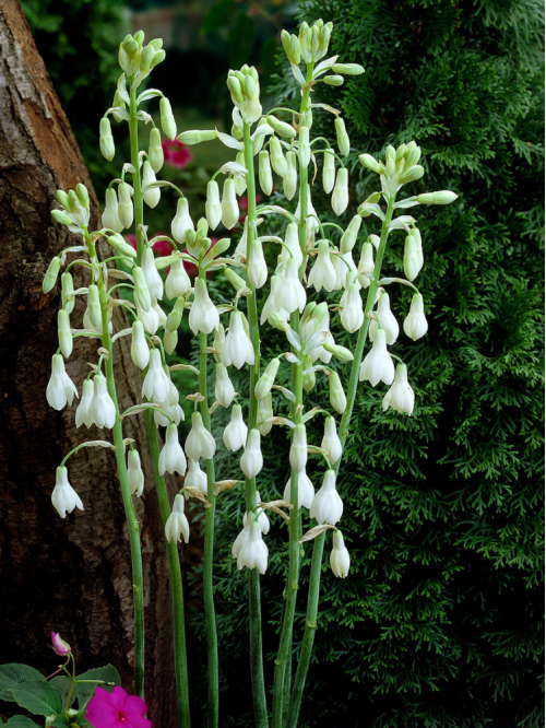 Гальтонія Candicans