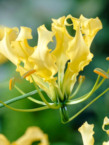 Глоріоза Lutea