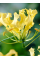 Глоріоза Lutea