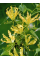 Глоріоза Lutea