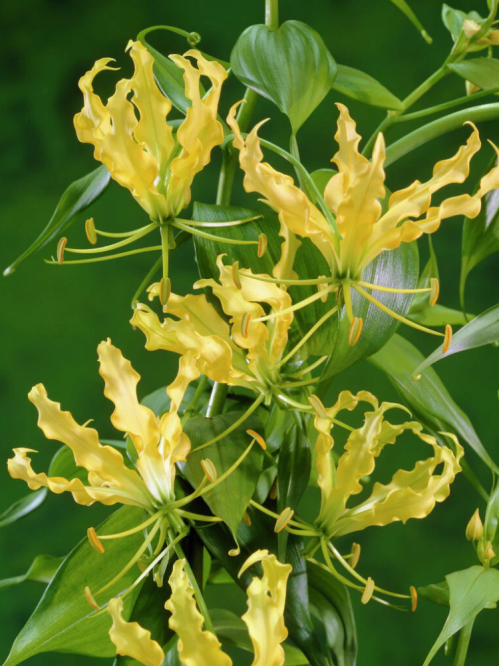 Глоріоза Lutea