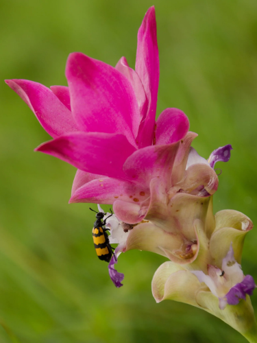 Куркума Alismatifolia