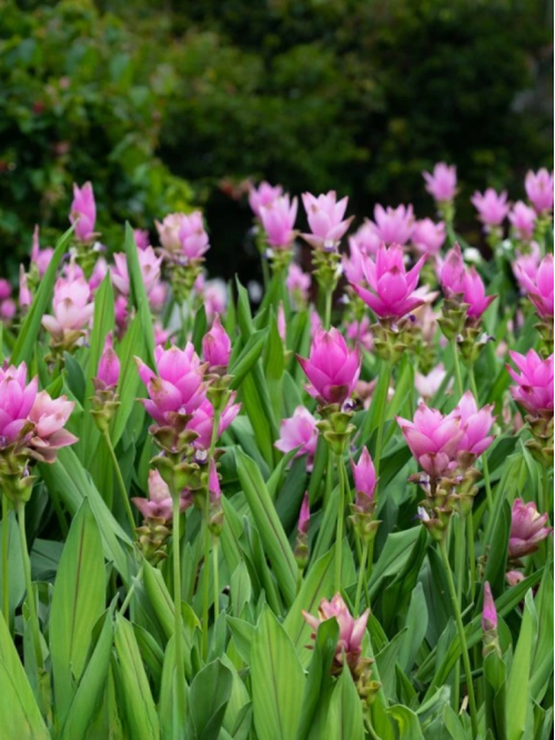 Куркума "Pink Wonder" (бульба) 1 шт в упаковці