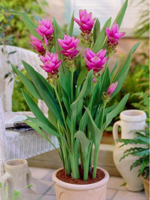 Куркума "Pink Wonder" (бульба) 1 шт в упаковці