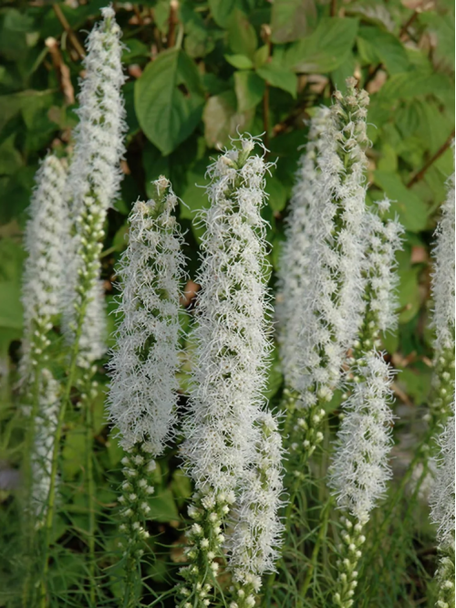 Ліатрис Floristan Weiss (5 шт. в упаковці)