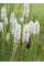 Ліатрис Spicata Alba (5 шт. в упаковці)